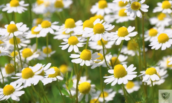 Antidouleurs Naturels : Les Plantes à Connaître en Survie