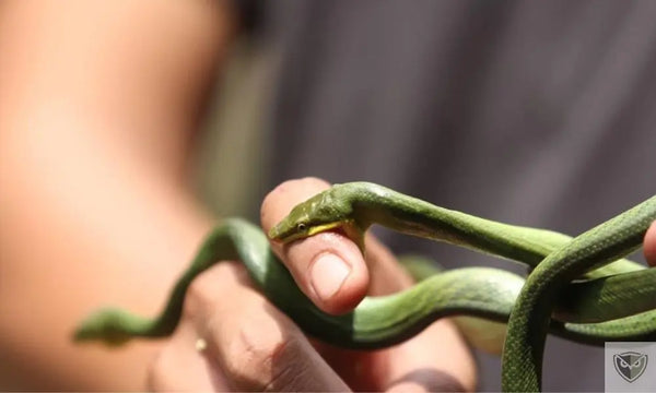 Comment Réagir Face à une Morsure de Serpent : Les Bons Gestes