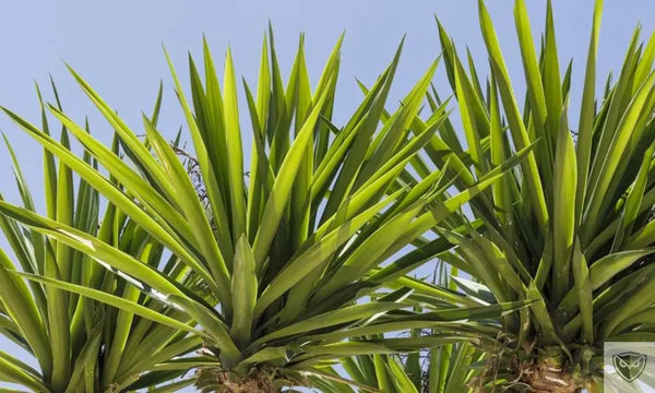Hygiène-en-Pleine-Nature-Les-Plantes-à-Savon-comme-Solution-de-Survie survieprotek