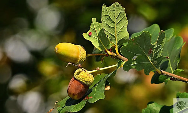 Identifier les Plantes Comestibles : 4 Aliments Essentiels à Connaître