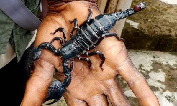 Insectes-et-Arachnides-5-Menaces-à-Éviter-Absolument-en-Milieu-Sauvage survieprotek
