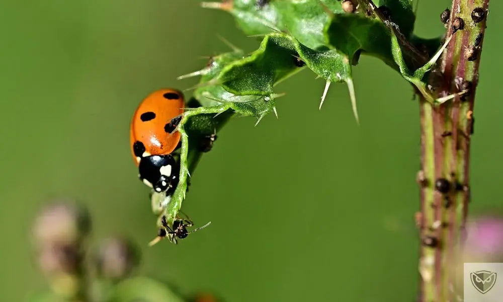 Don't kill them! 10 essential insects in your garden