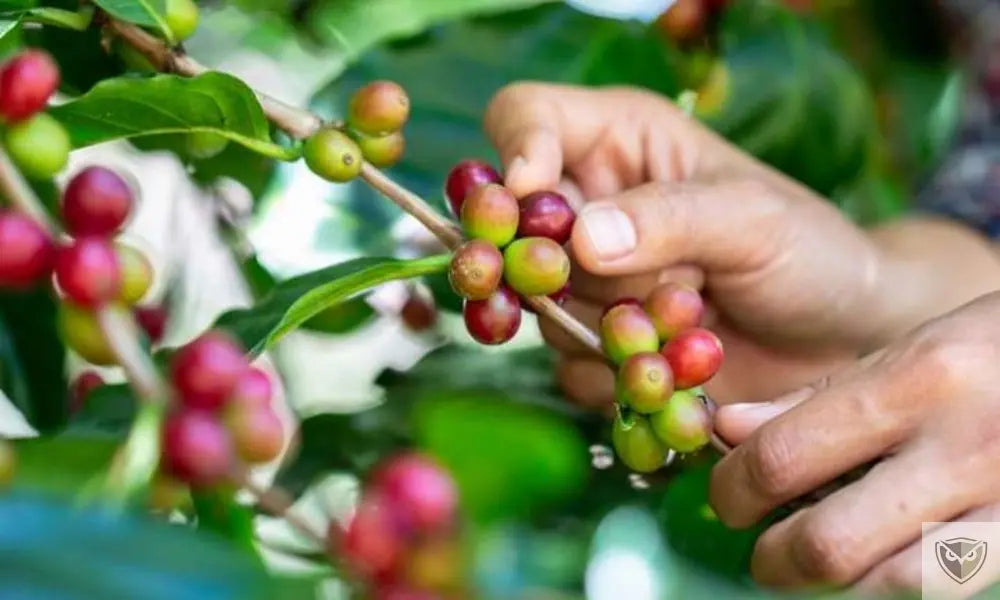 Toxic Plants: 5 Dangers to Avoid in the Wild