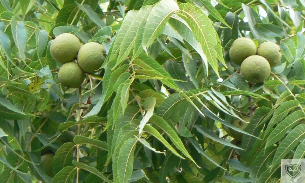 Finding your way in the wild: 7 essential trees for survival