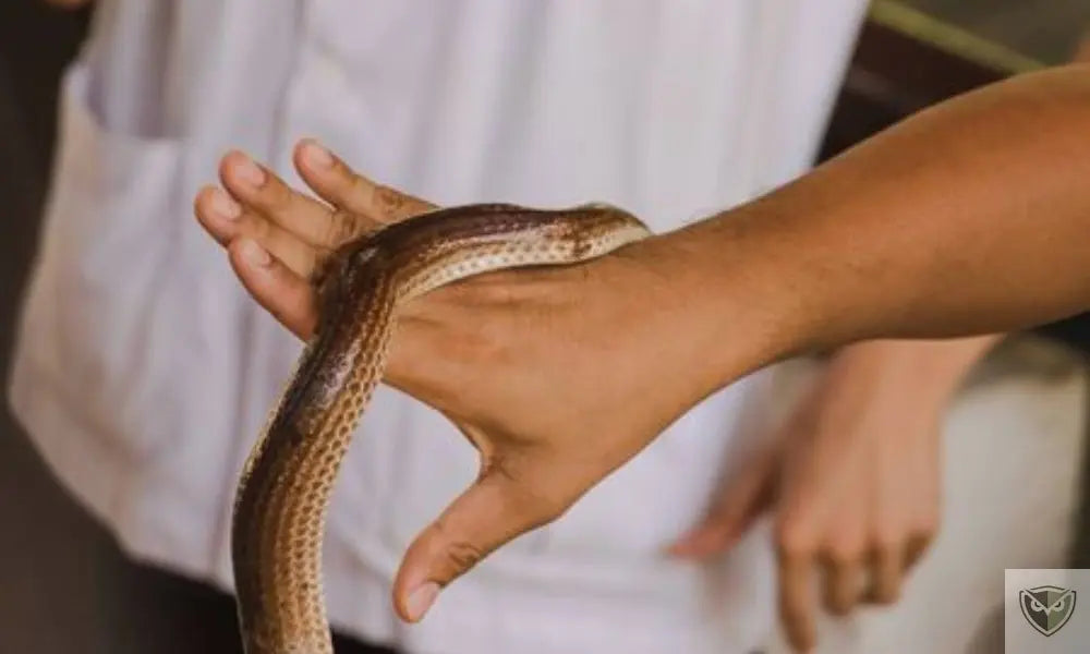 Venomous Snakes and Lizards: 6 Reflexes to Avoid Being Bitten