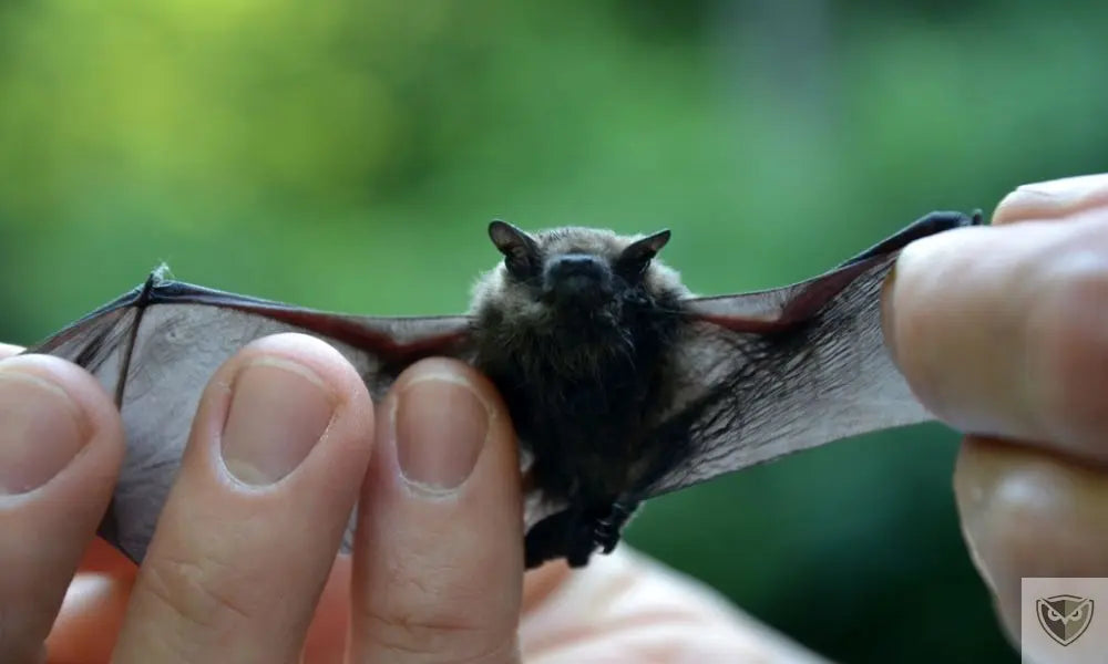 Survival and Bats: 4 Dangers to Know Before Camping in a Cave